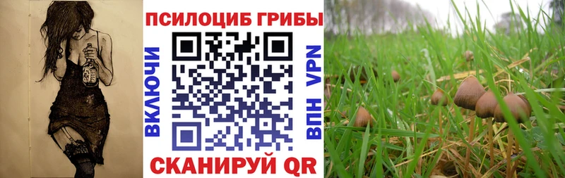 Псилоцибиновые грибы MAGIC MUSHROOMS Новосокольники